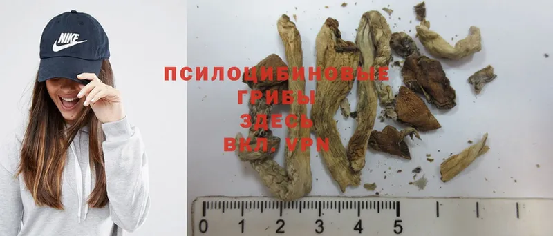 где купить наркоту  Сертолово  Псилоцибиновые грибы Psilocybe 